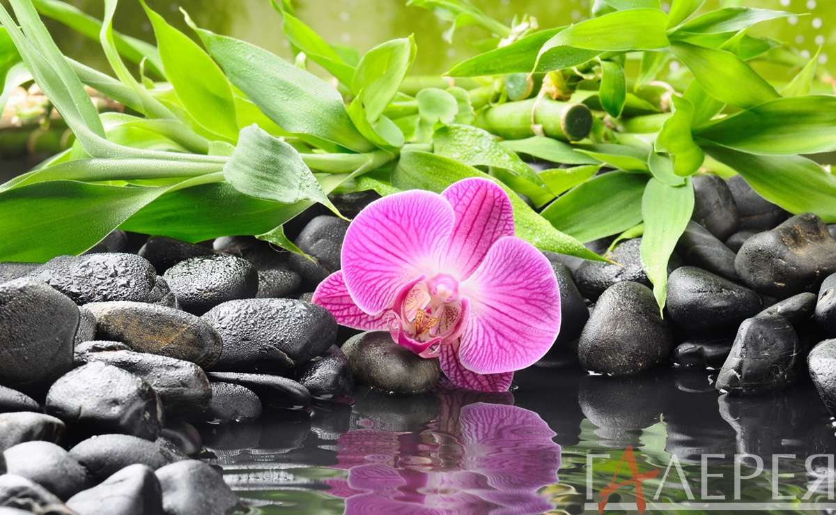 цветы, растения, орхидеи, цветок розовой орхидеи на камнях, капли, вода, камни, фуксия