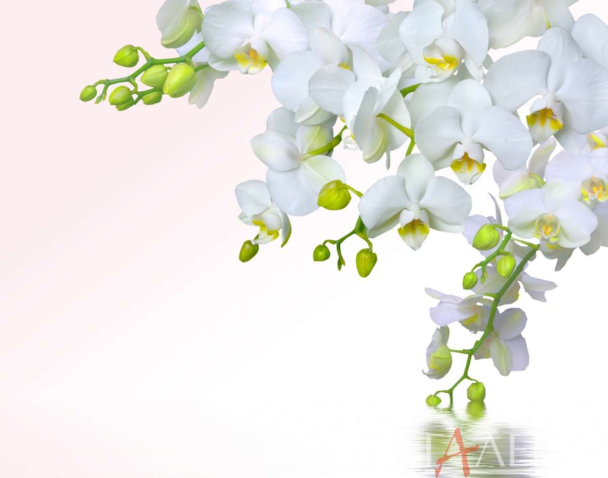 цветы, растения, орхидеи, белая орхидея, мелкий цветок, отражение, бутоны