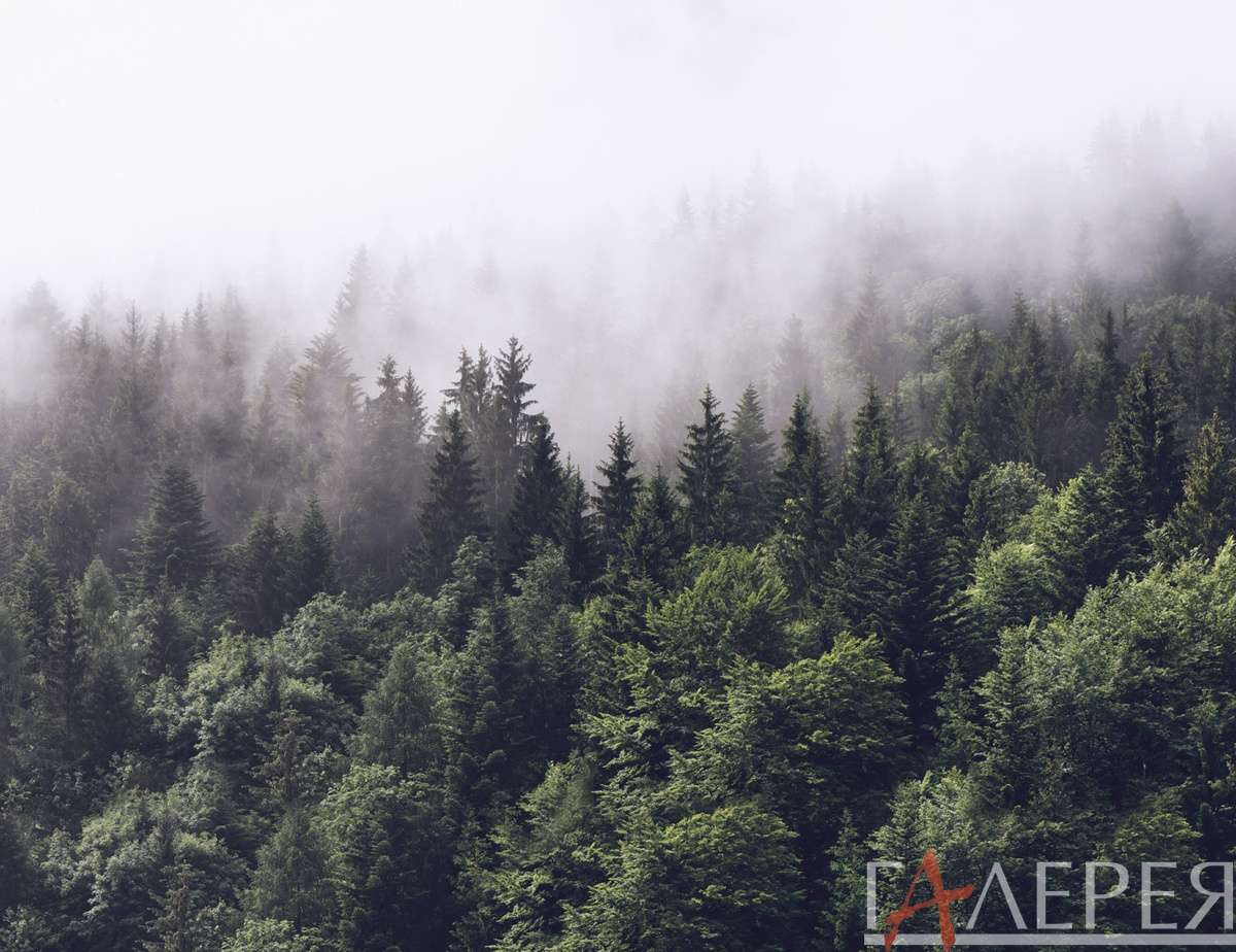Природа, Лес, лес, хвойный лес, ель, елки, туман, лес в тумане, лес с высоты