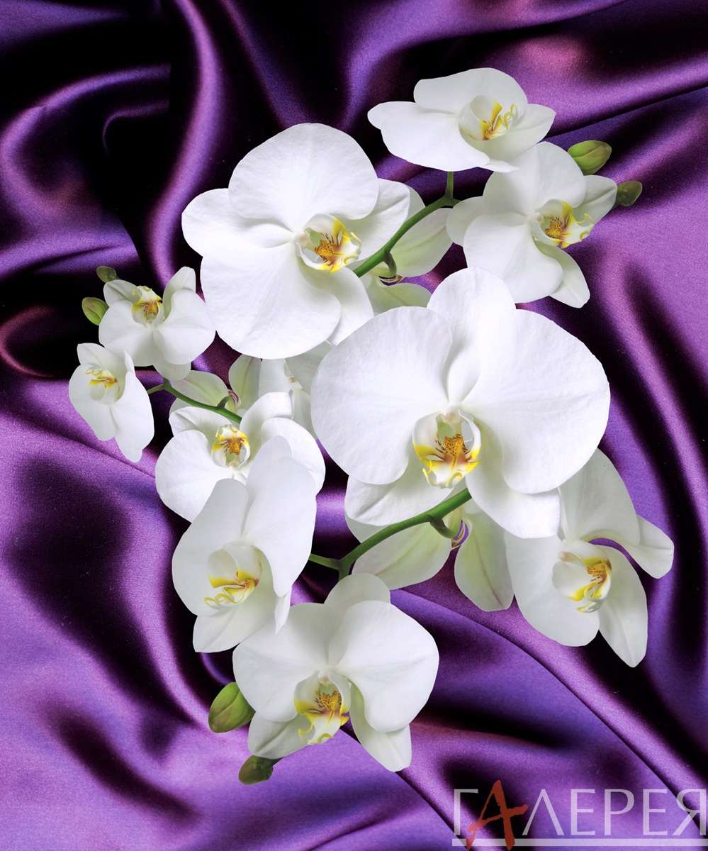 и растения, Орхидеи, ткань