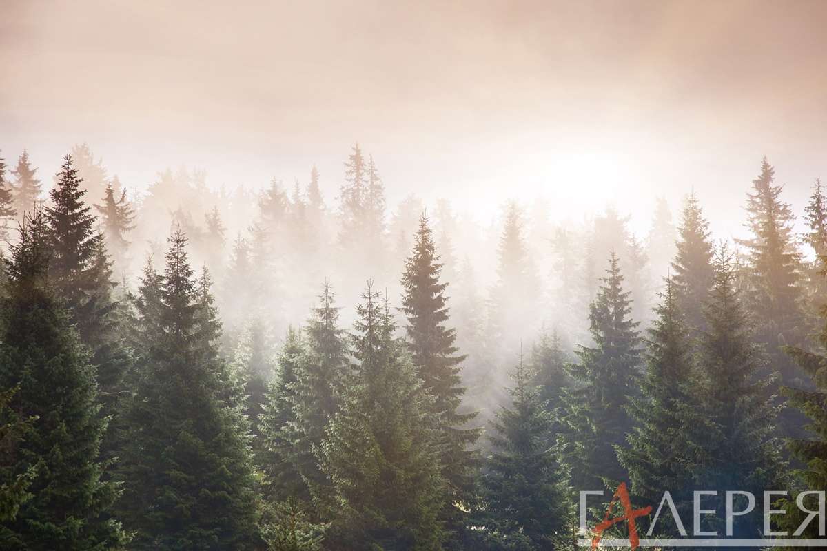 Природа, Лес, лес, хвойный лес, ель, елки, туман, лес в тумане