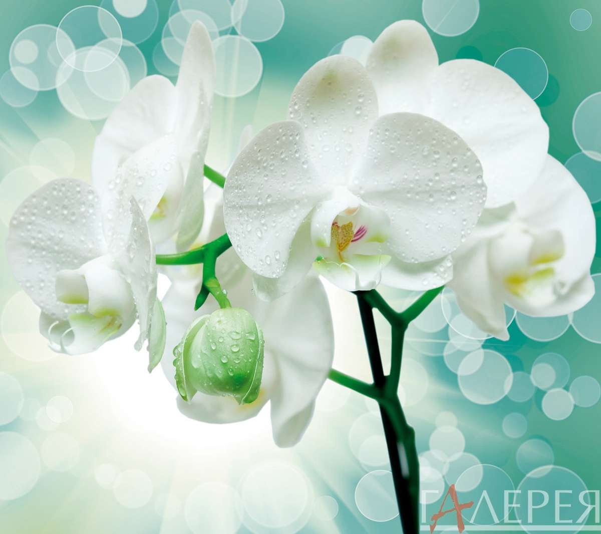 цветы, растения, орхидеи, ветка белой орхидеи на бирюзовом фоне, блики, отсвет, бутон