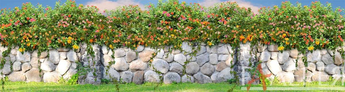 Природа, Пейзажи, стена, большие камни, цветы, кусты, на стене, трава