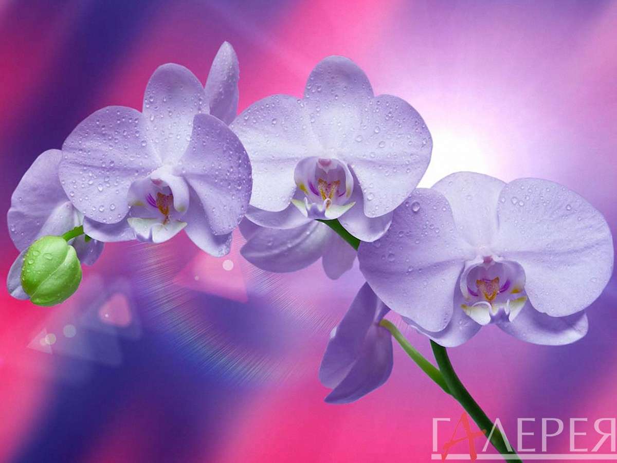 и растения, орхидеи, лиловый
